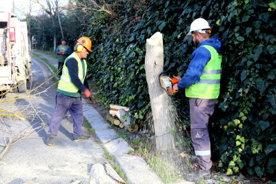 Turunçgil Uzun Antenli Böceği ile mücadele devam ediyor
