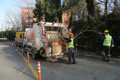 Turunçgil Uzun Antenli Böceği ile mücadele devam ediyor
