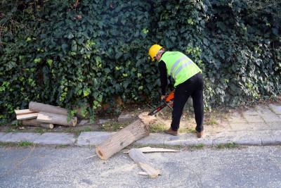 Turunçgil Uzun Antenli Böceği ile mücadele devam ediyor