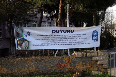 Turunçgil Uzun Antenli Böceği ile mücadele devam ediyor