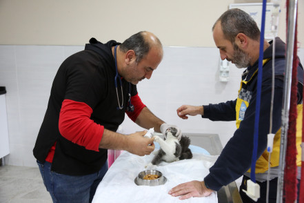 Sokaktaki can dostlarımız için yoğun ekim mesaisi