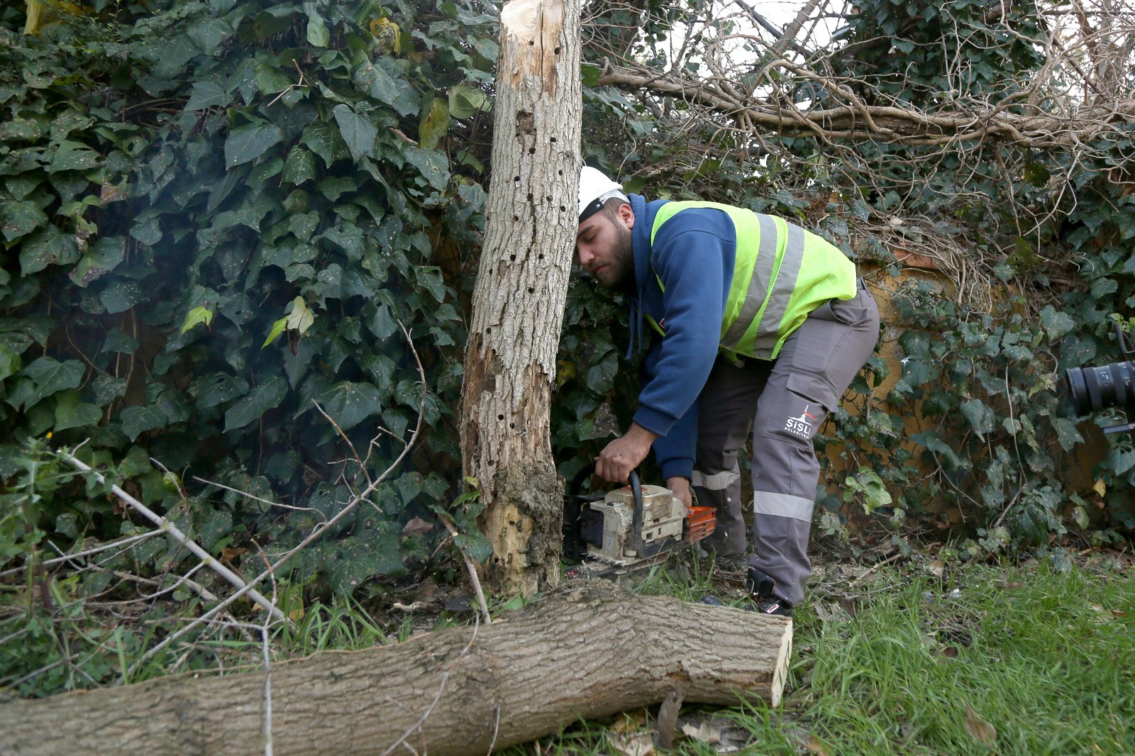 Turunçgil Uzun Antenli Böceği ile mücadele devam ediyor Turunçgil Uzun Antenli Böceği ile mücadele devam ediyor
